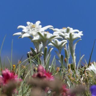 Alpine Stellen am Monte Genevris