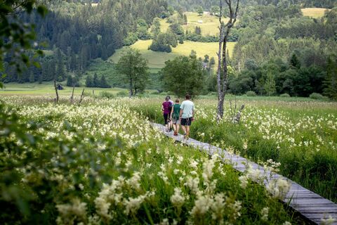 Stege durch das Hörfeld Moor