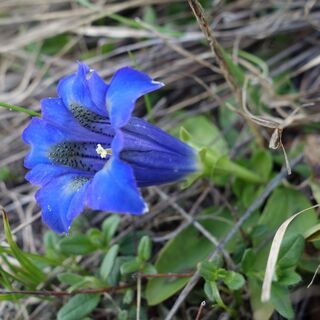 Ligurischer Enzian - Gentiana ligustica