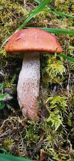 Photo de Klaus Lehner le long du parcours