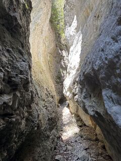 Zdjęcie z Grizzli wzdłuż trasy