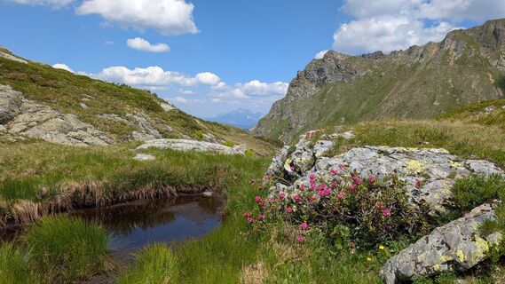 Foto von Pfefferam entlang der Tour