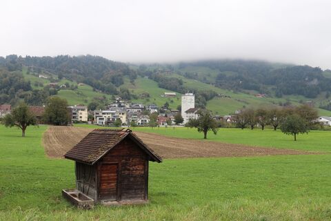 Hochstamm-Obstbäume Steinen