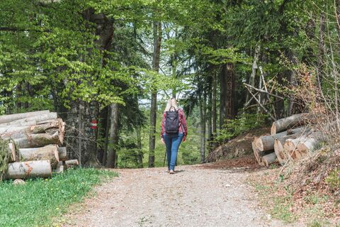 Waldweg am Panoramarundweg