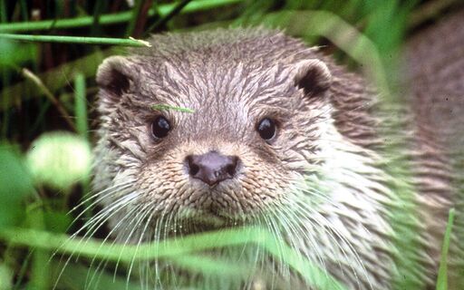 Otter an der Ise bei Wahrenholz