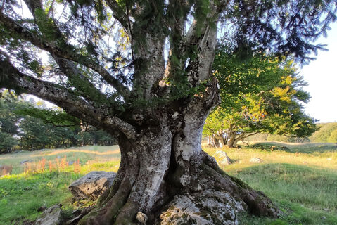 Weidbuchen IMG 20210908 183351 3 2 aw