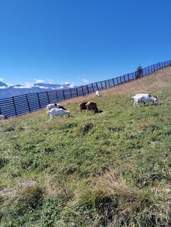 Photo de Albert Grillitsch le long du parcours