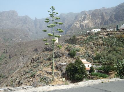 Agave