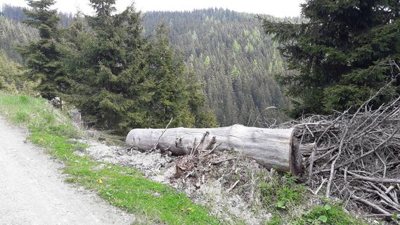 Veitsbergweg am Prentgraben