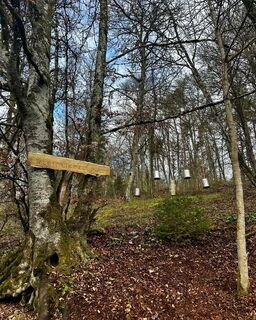 Dosen werfen