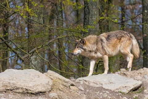 Bad-Mergentheim Wildpark