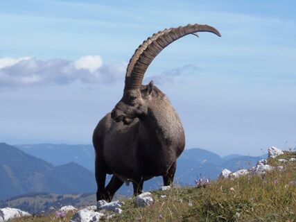 Steinbock im Hochschwabgebiet