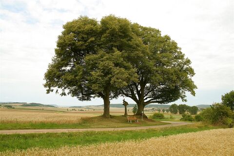 Am Fuße des Kapellenbergs stehen diese beiden alten Bäume mit Rastbank und Bildstock.
