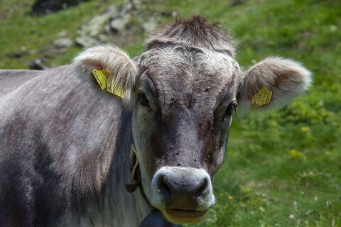 Mucca