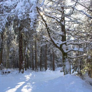 Winterwald