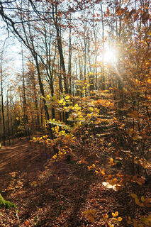 Herbstwald