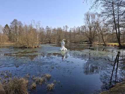 Photo de nordbergschnecke le long du parcours