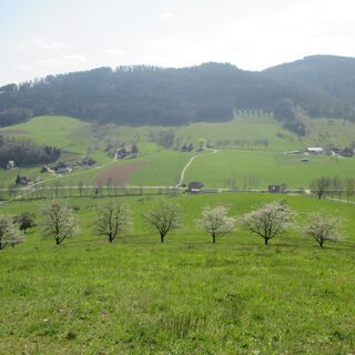 Ausblick vom Panoramaweg ins Welschensteinacher Tal