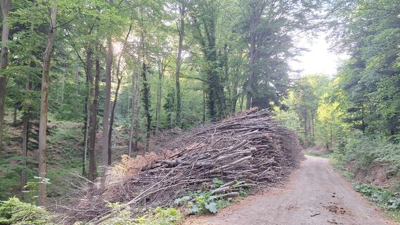 Photo de Reinlinde Trummer Milkovits le long du parcours