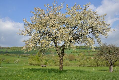 Blütenpracht im Bliesgau