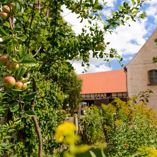 Entlang an Apfelbäumen geht es auf der Obstland-Radroute
