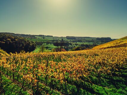 DSGVO Schmidbachtal Beilstein Weinlandschaft Herbst Chris Frumolt2022 2