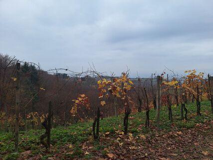 Fotografia z Irena Mlakar na trase