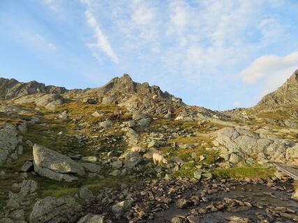 Wangenitzsee - Obere Seescharte - Wiener Höhenweg - Roaneralm - Winklern