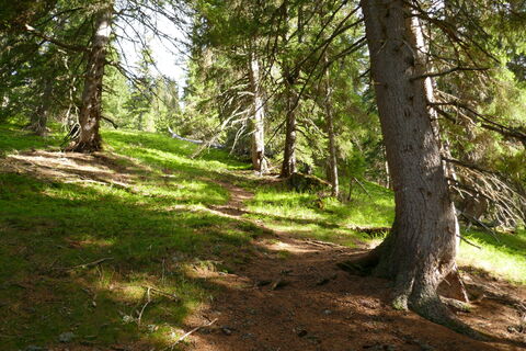 schön gehts durch den Wald bergan