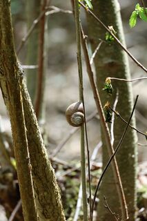Schnecken wandern auch