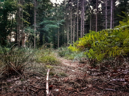 Waldweg