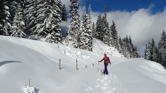 Wir erreichen waldfreies Gelände