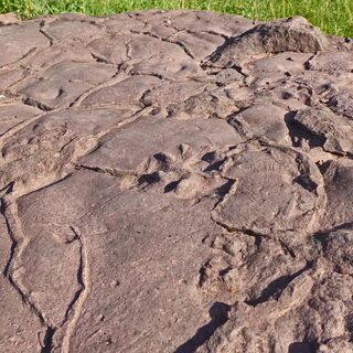 Versteinerung von Fährten im Schlamm