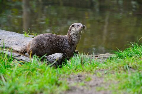 Otter im Freigehege im Otter-Zentrum Hankensbütttel