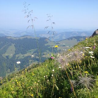 Bergwiesenblumen am Wegesrand