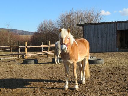 Prinzersdorf - Hafnerbach - Neuhofen - Loosdorf