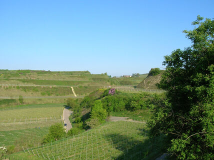 Winzerrundweg West Blick auf Blankenhornsberg Kaiserstuhl Touristik Ihri
