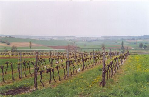 Durch Weingärten wandern