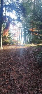 Fotografia z cat na trase