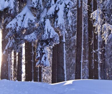 Verschneiter Winterwald