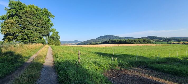 Foto von Wolf entlang der Tour