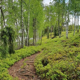 Pöyhiänniemen Naturpfad