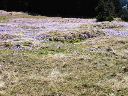 Krokusse