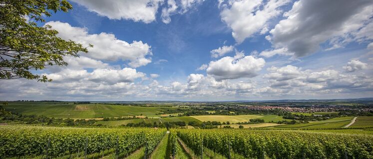 Schauinsland Bönnigheim