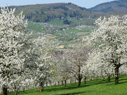Kirschblüte im Eggener Tal