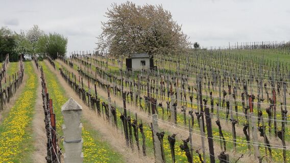 Das Dach über den Winzern