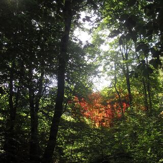 Unterwegs bieten sich immer wieder schöne Einblicke in den Naturpark Pfälzerwald.