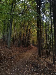 Fotografija s spletne strani Monika Mezővári na poti