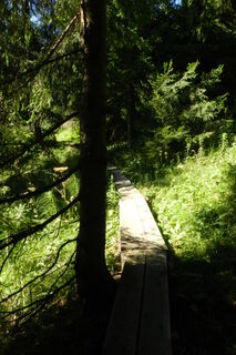 Einige feuchte Stellen werden gut überbrückt. Der Weg ist sehr angenehm zu gehen.