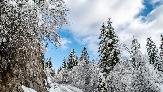 Auf die Goss in Hinterwildalpen